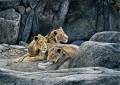 岩のライオンズ